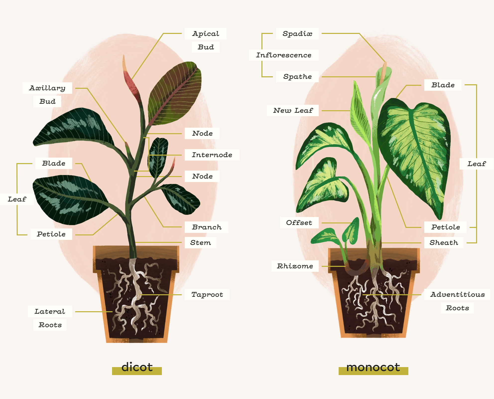 Glossary of Houseplant Terminology